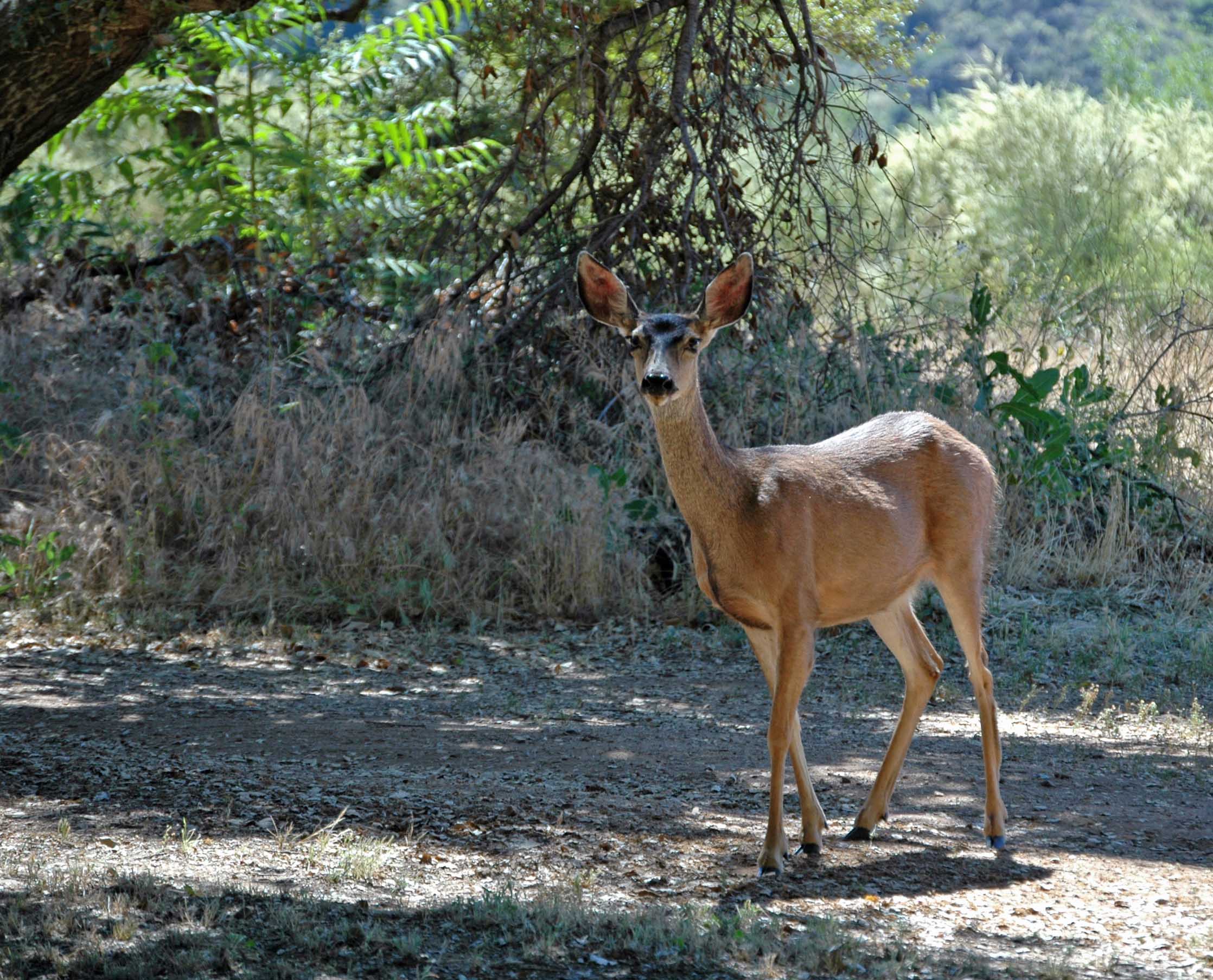 Deer